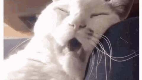 Cute Cat Gif