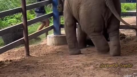 Viral Cute Elephant Baby Cute Moments