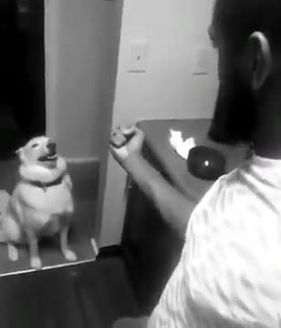 Talking to your Dog in a Shakespeare voice #dogreactions #shortsviral #shorts