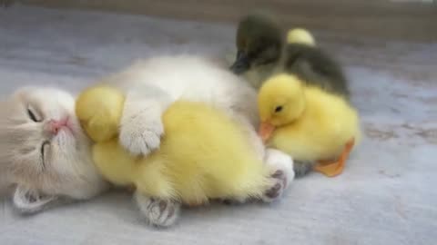 Cute Cat and chicks 😍😻🐤 | Animal lover | Cute pets