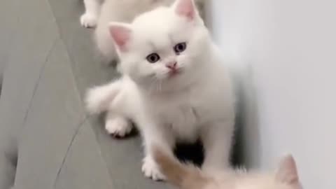 Cute cat 😺 🐈☺️🥰