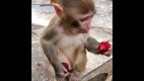 best animal videos of all time