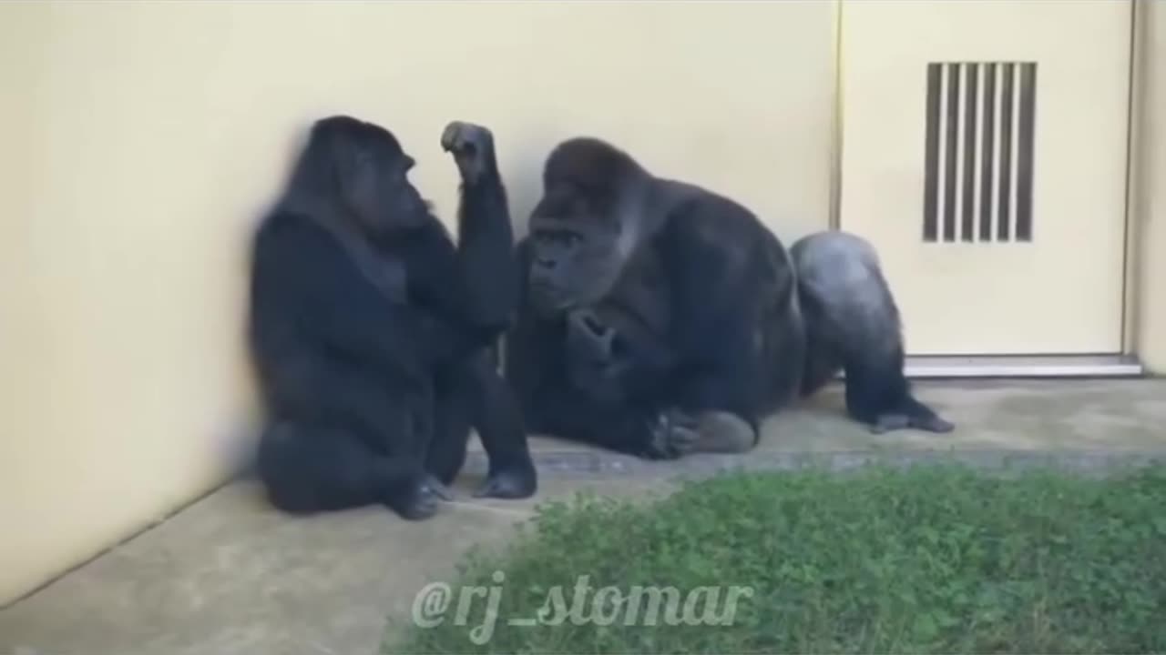 Monkey talk to vibration