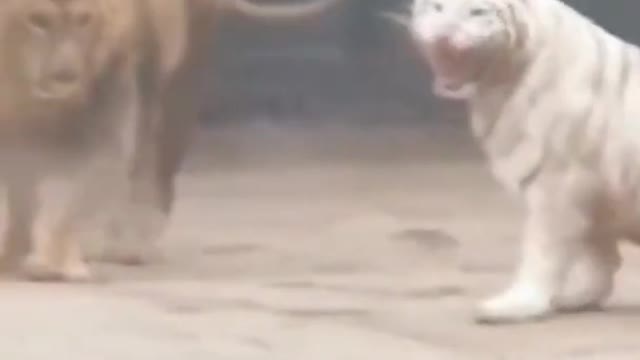 See how lions and tigerare fighting animals short video