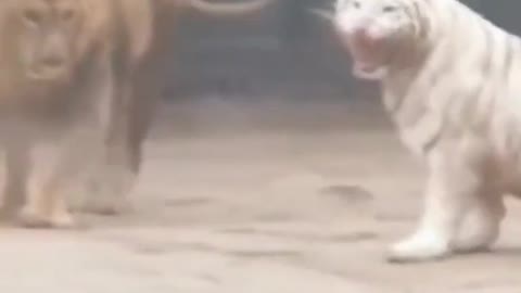 See how lions and tigerare fighting animals short video