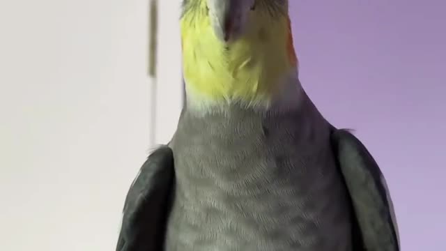 The cockatiel bird sings in a beautiful voice while standing on its owner's hand(1)