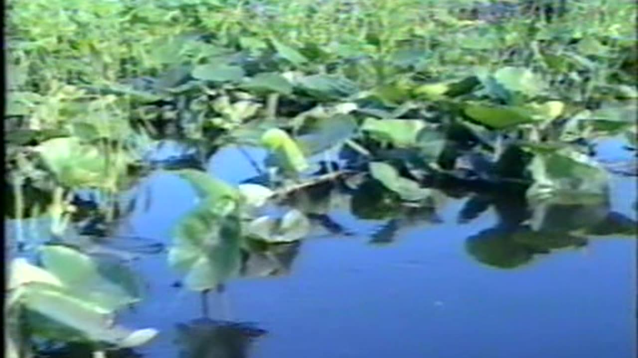 Edible Wild Plants - Useful Herbs (1988)