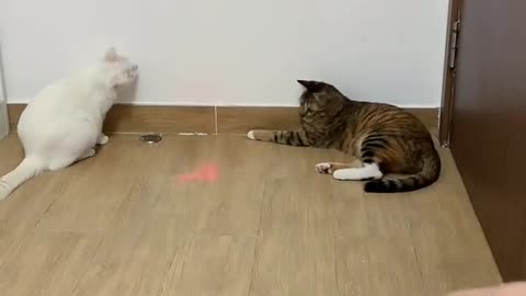 Daily rolled cat