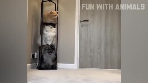 Funny animals