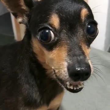 Pinscher barking on kwai compilation