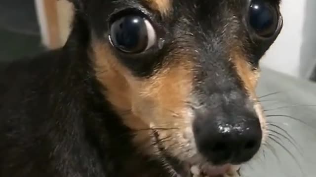 Pinscher barking on kwai compilation