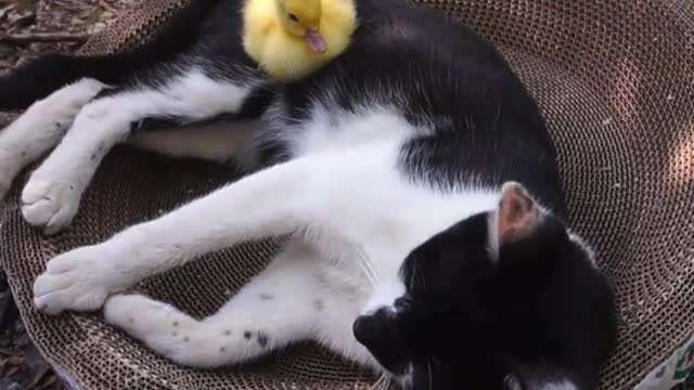 Cat-litter babysit ducklings earn a snack # cutie goodies