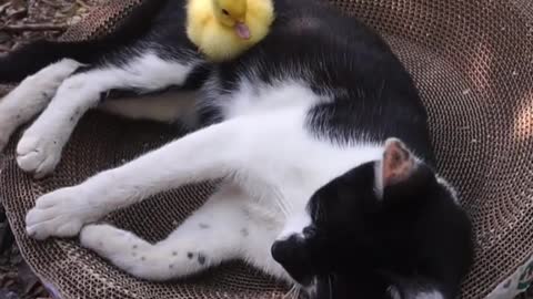 Cat-litter babysit ducklings earn a snack # cutie goodies