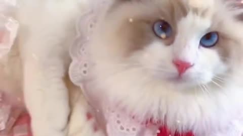 Watch hilarious and adorable cat videos in Vol. 5 of Cat Cash Compilation from Chinese TikTok. Meow!