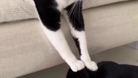 Cute videos shorts #funny cats and dogs