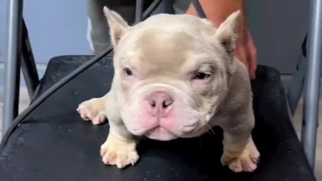 bully