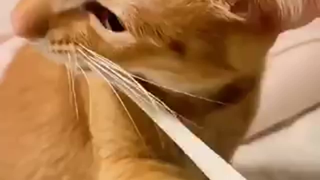 Beautiful cat trending video