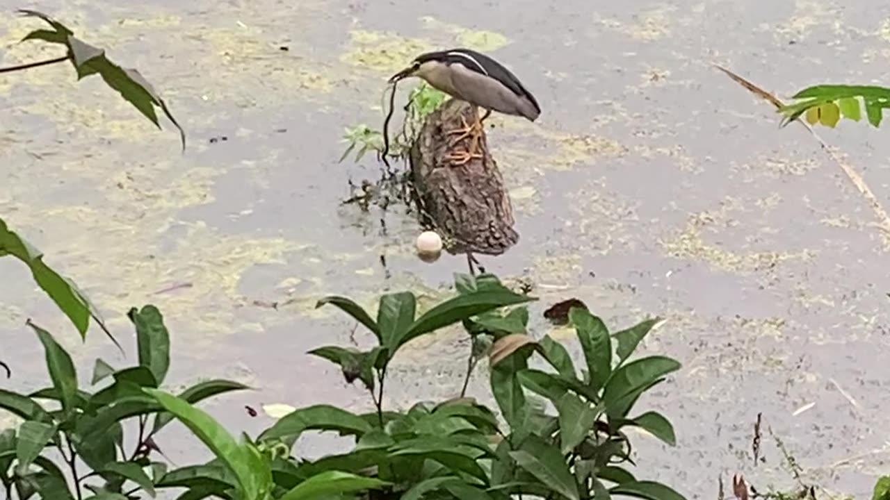Bittern