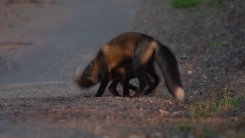 Newfoundland Foxes