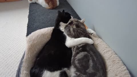 Cats cuddling quickly turns into fight