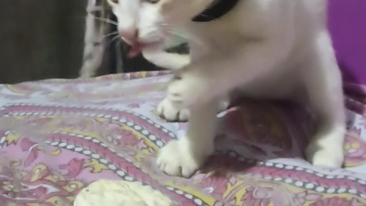 Cute cat funny video 😆