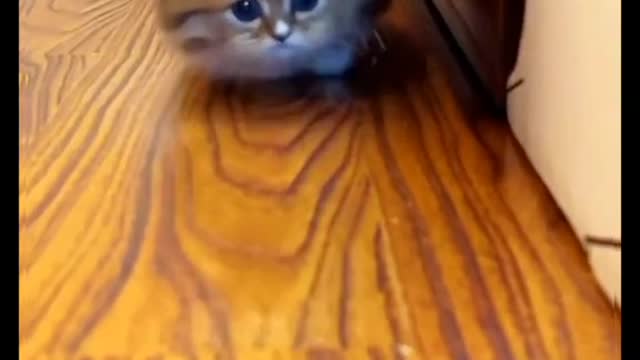 Cute kittens