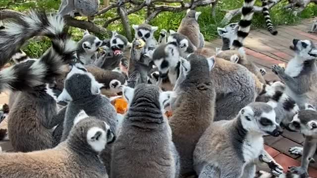 Ring-tailed lemur