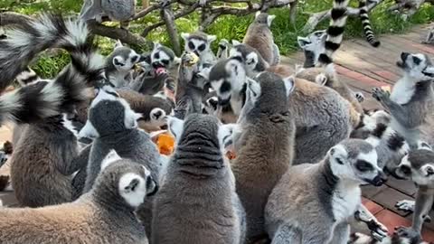 Ring-tailed lemur