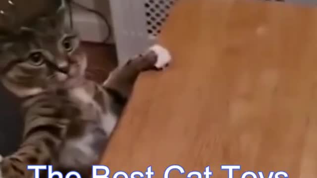 Best Funny Cat Videos | Funniest Cats | Funny Animal Videos | Best Services | #shorts #short