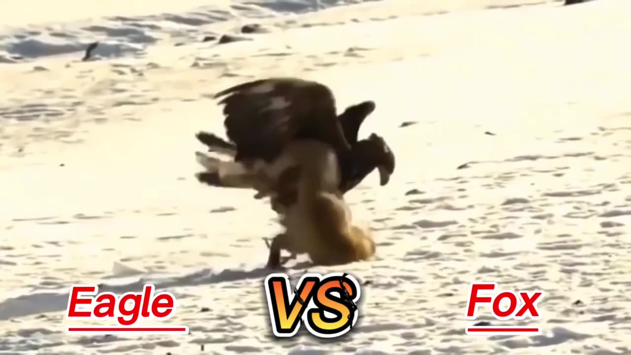 Incredible Eagle attacks Fox