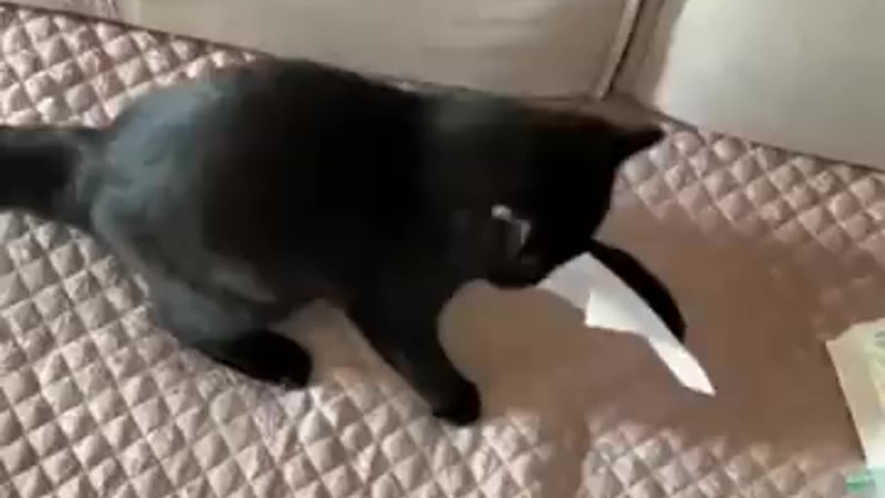 funniest cat 😺 & 🐕. funny animals
