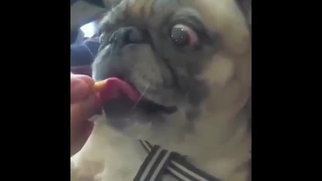 Funny Animals Compilation