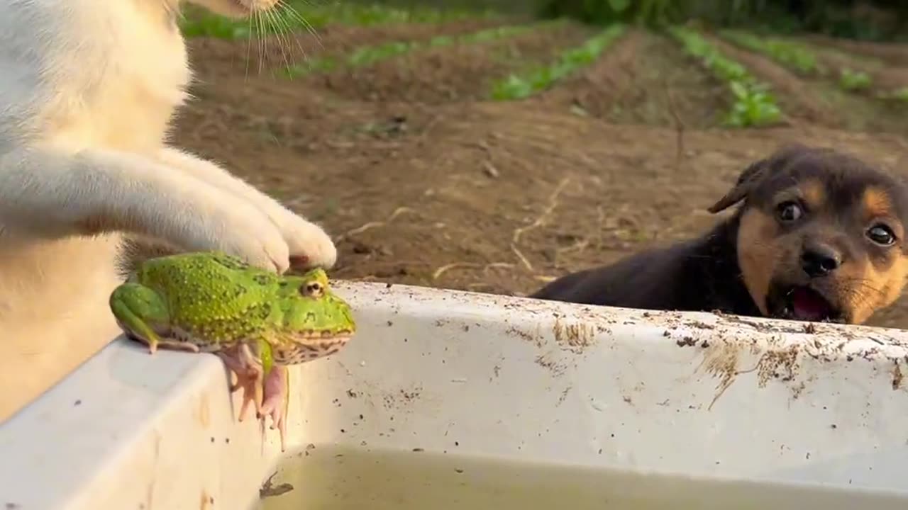 Cat dog fight funny video