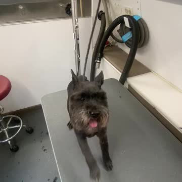 “Bugs has Moves”