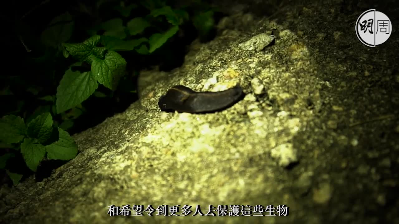 【毒人系列】夜行香港:約會青蛙的男人