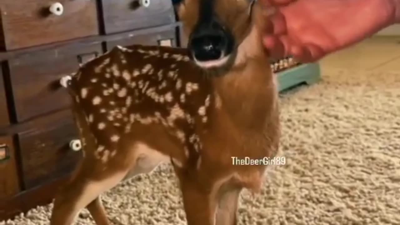 Baby deer So Adorable