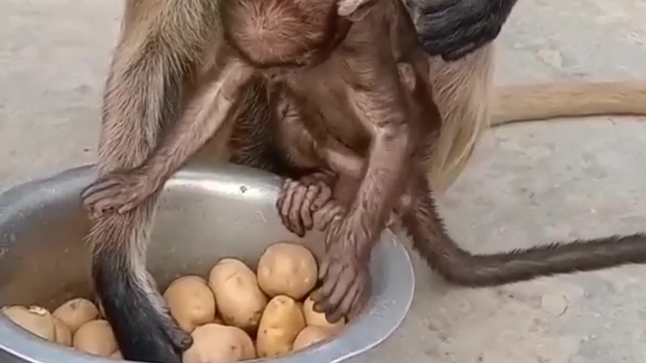🙊 extreme Touching video of monkeys.Cutest monkeys doing funny and sentimental thing ❤️😜