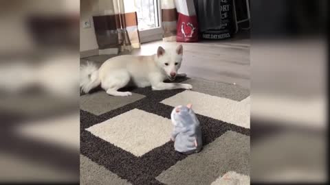 Baby Dogs: A Collection of Cute and Funny Baby Dog Videos