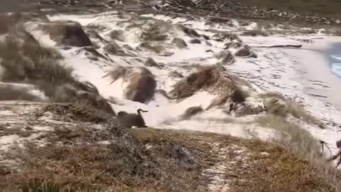 Baboon Steals Their Dog In Madagascar