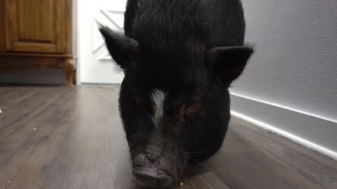 Dramatic Pot Belly Pig at the dog groomers?-2