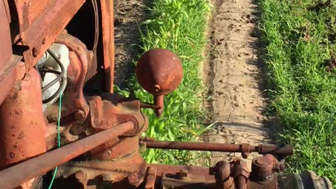 1946 Farmall A Cultivating Sweet Corn
