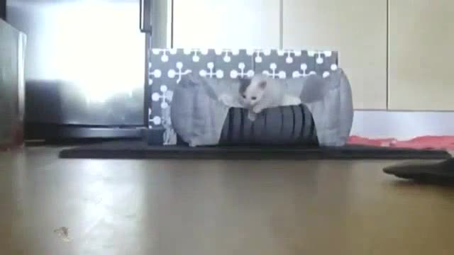 Funniest Animals Super Dog Video Funny Animals Video