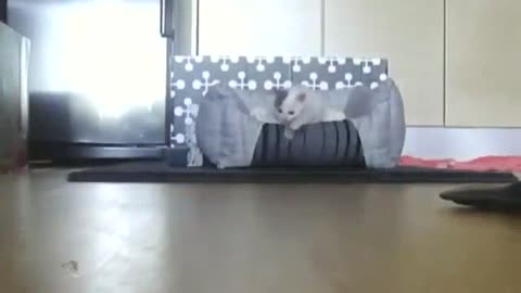 Funniest Animals Super Dog Video Funny Animals Video