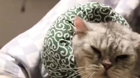 Introducing: The cat Burglar