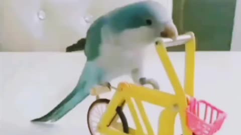 Funny parrots