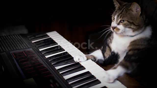 Funny Cat Plays A Keyboard Organ Or Piano