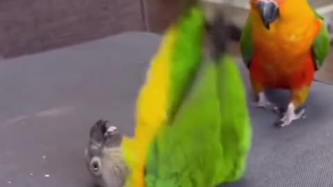Parrots are so funny