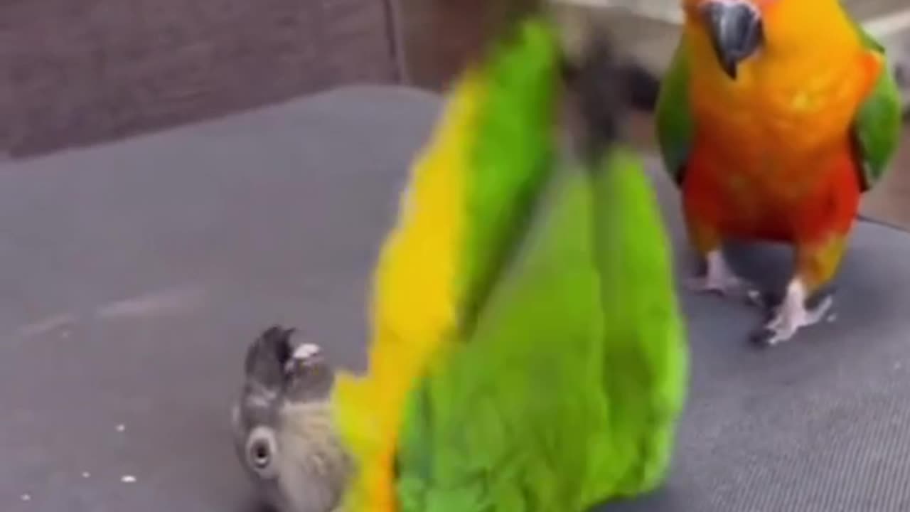 Parrots are so funny