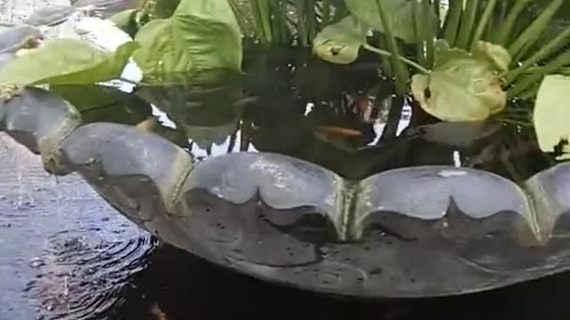 Ikan koi hias