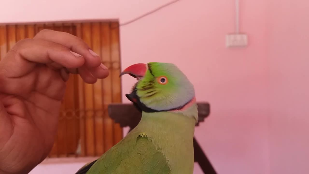 Talking parrot, Bolne wala tota